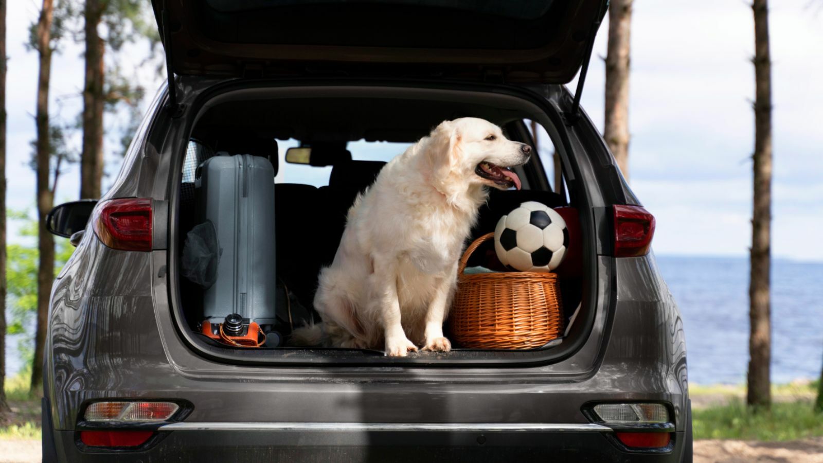 Die besten Gebrauchtwagen für Hundebesitzer – Praktisch, sicher und hundefreundlich